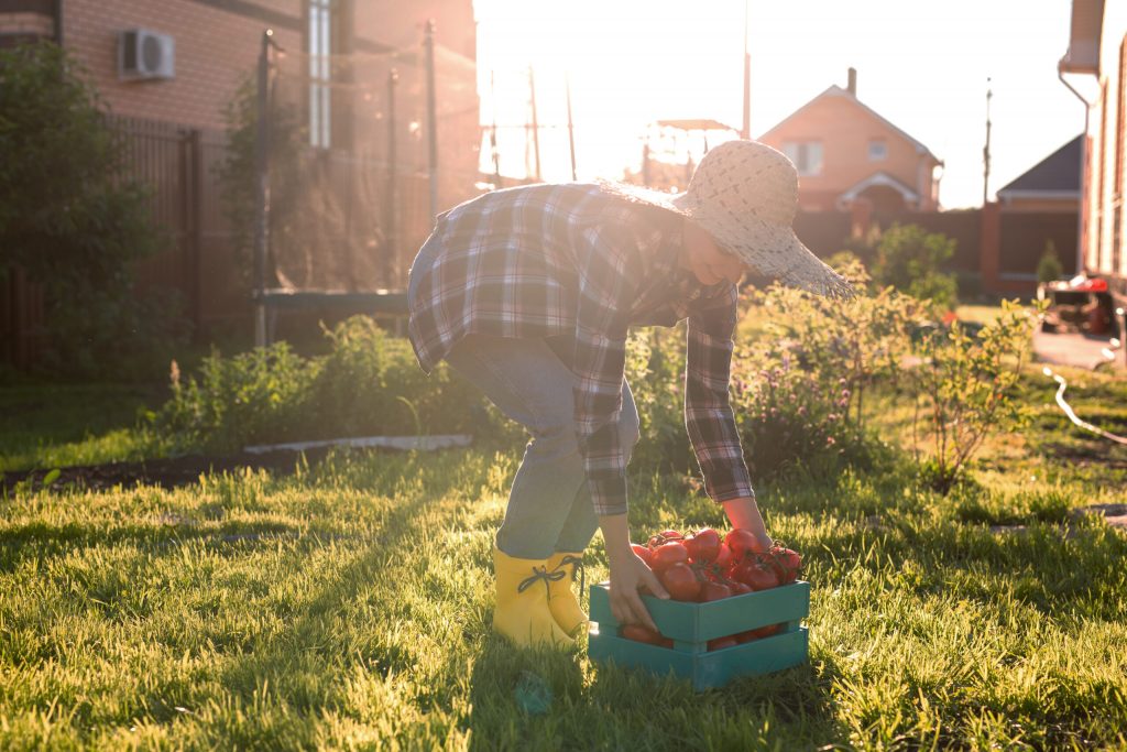 hardworking young woman gardener in straw hat pick 2021 12 09 21 42 18 utc scaled 1